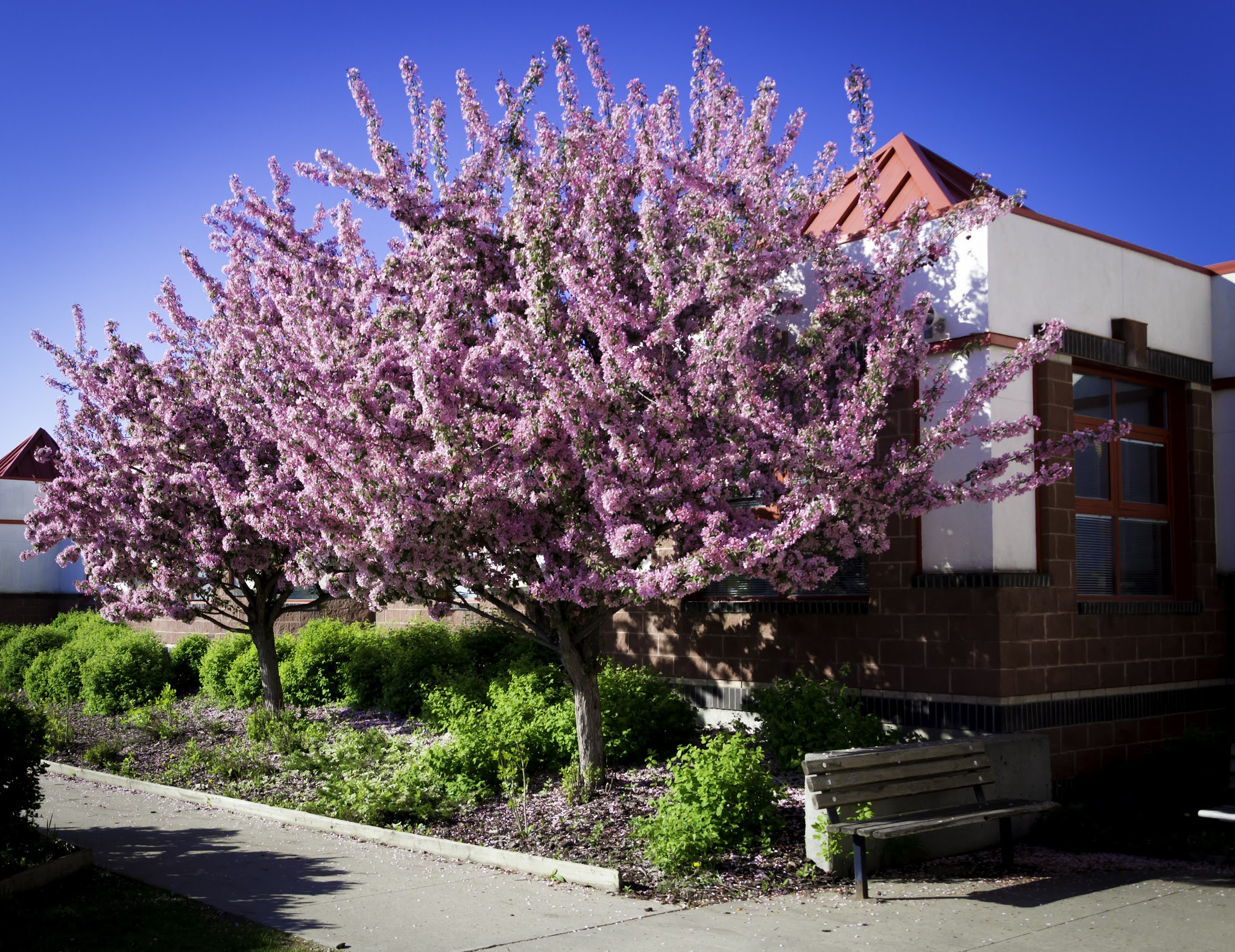 Earl Buxton School