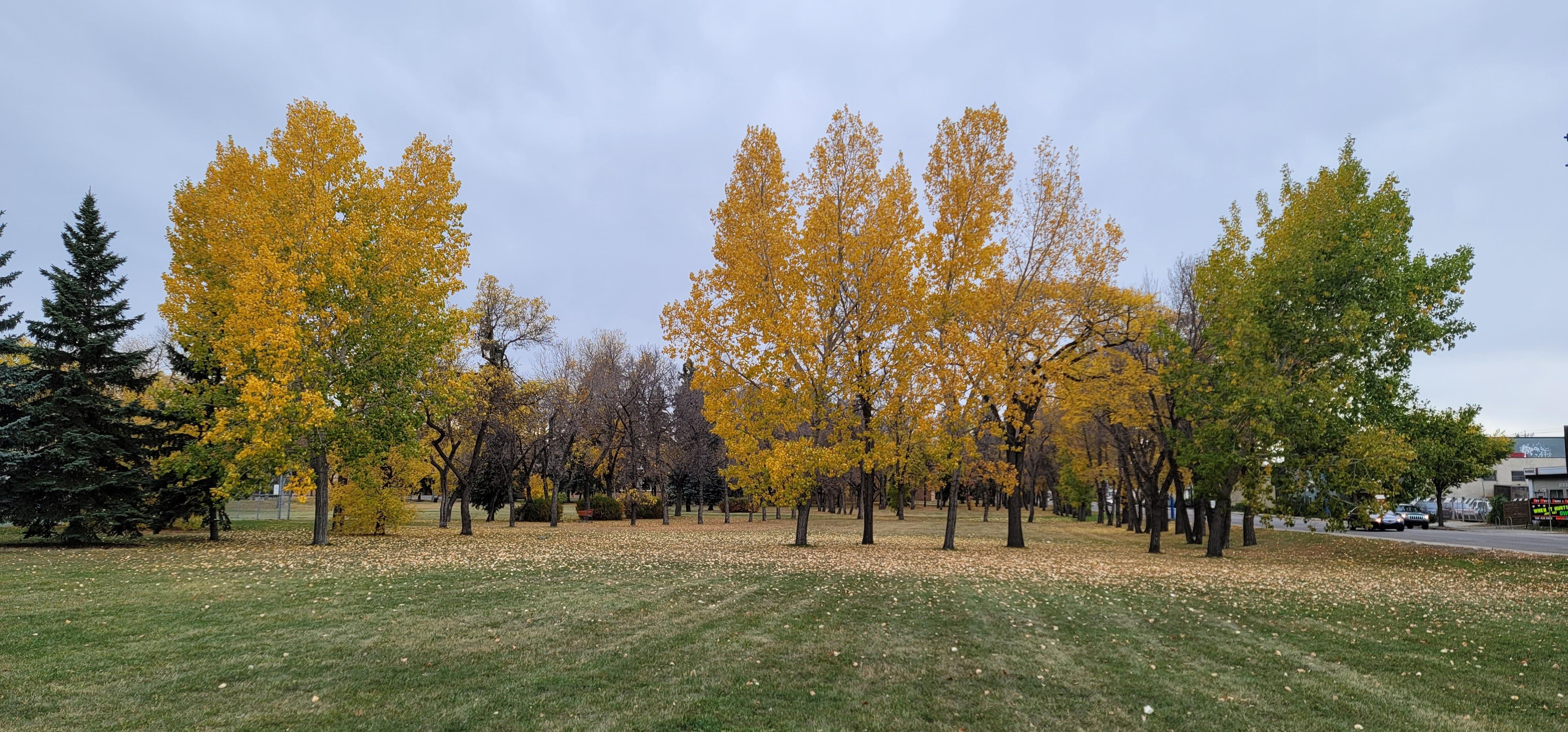 Edmonton Federation of Community Leagues