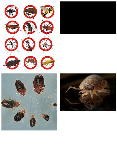 Professional Pest Management