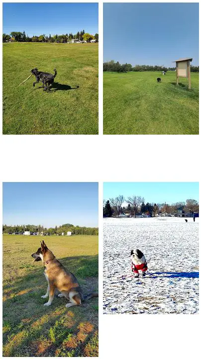 Grand Trunk Off Leash Dog Park