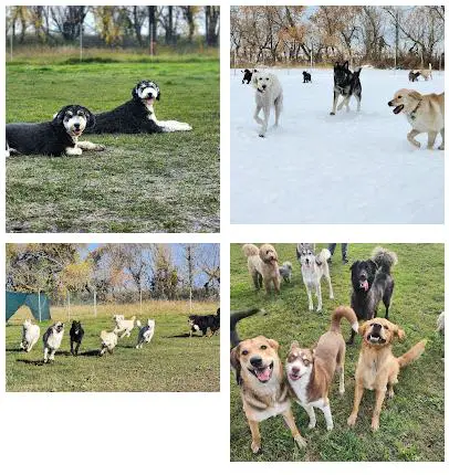 Playful Acres Edmonton Dog Daycare