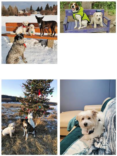 The Dog Nanny: Small/Medium Dog Boarding, Lodging & Daycare Services. Edmonton Licensed and Insured.