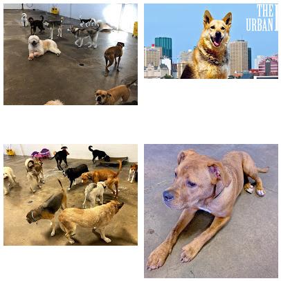 The Urban Dog Dog Daycare